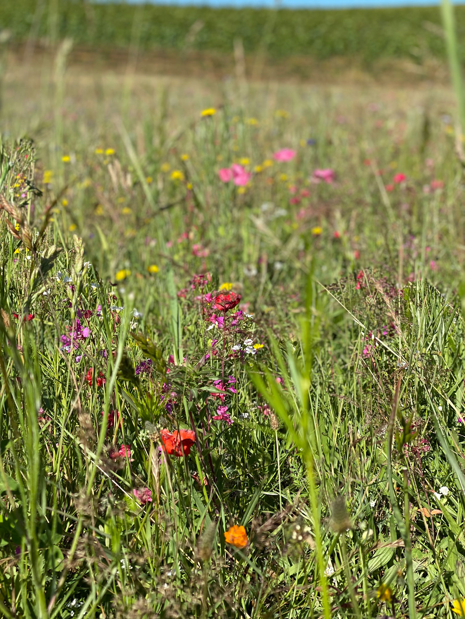 Wildflowers growing at Freedom Hill Vineyards