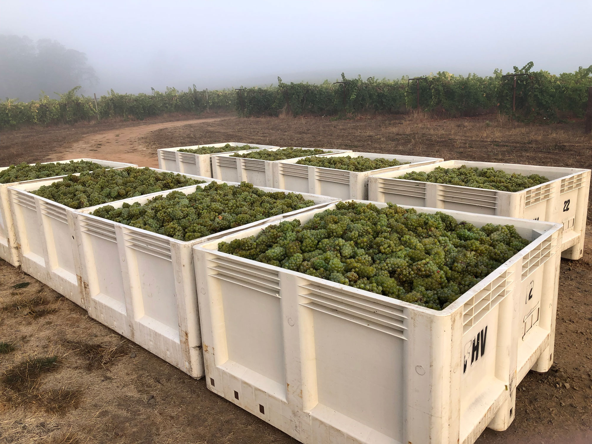 Containers of grape clusters freshly picked during harvest at Freedom Hill Vineyard