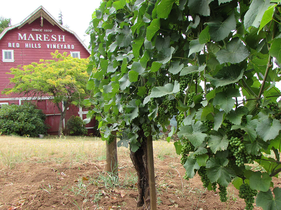 Maresh Vineyard with the red barn behind