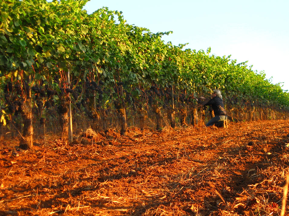 Golden soil makes Maresh Vineyard fruit exceptional