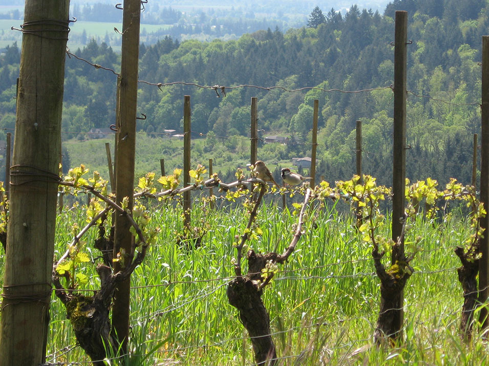 Birds sitting on a vineyard vine