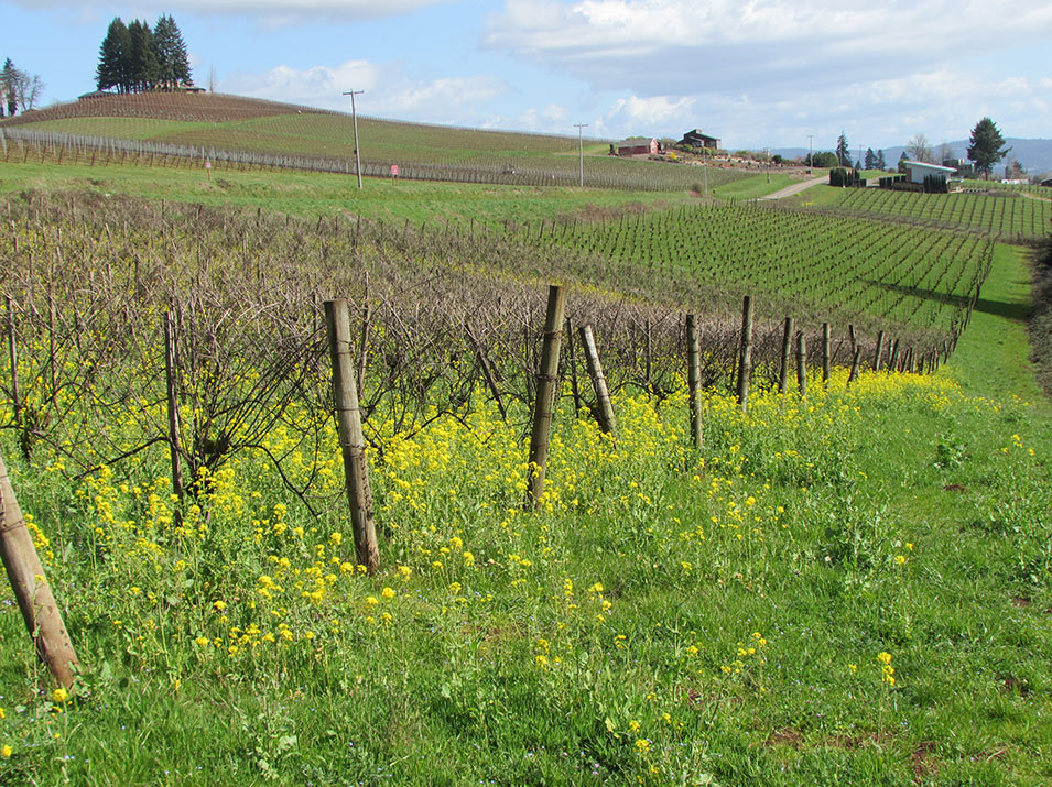 View of Maresh Vineyard vines