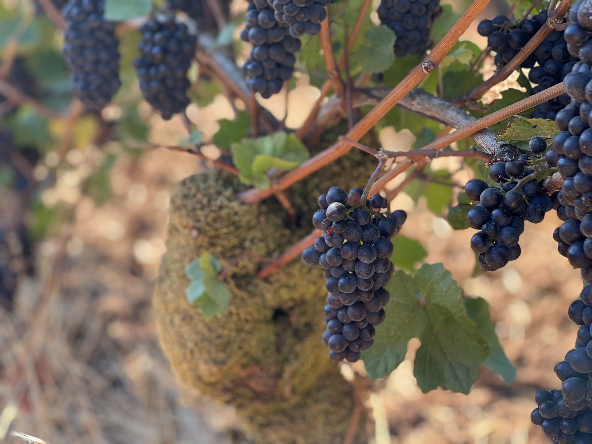 Juicy grape clusters at Maresh Vineyard