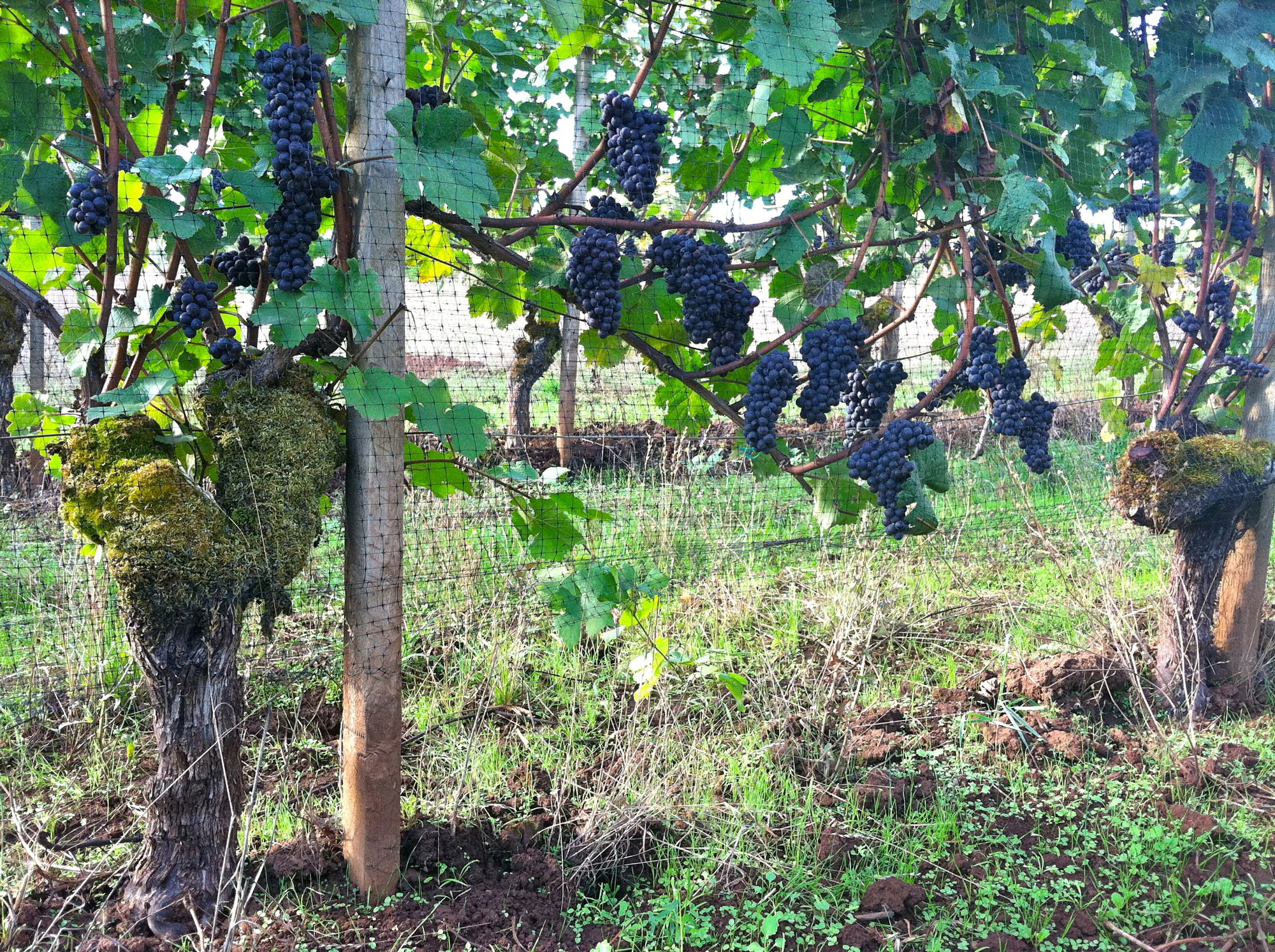 Long hanging grape clusters at Maresh Vineyard