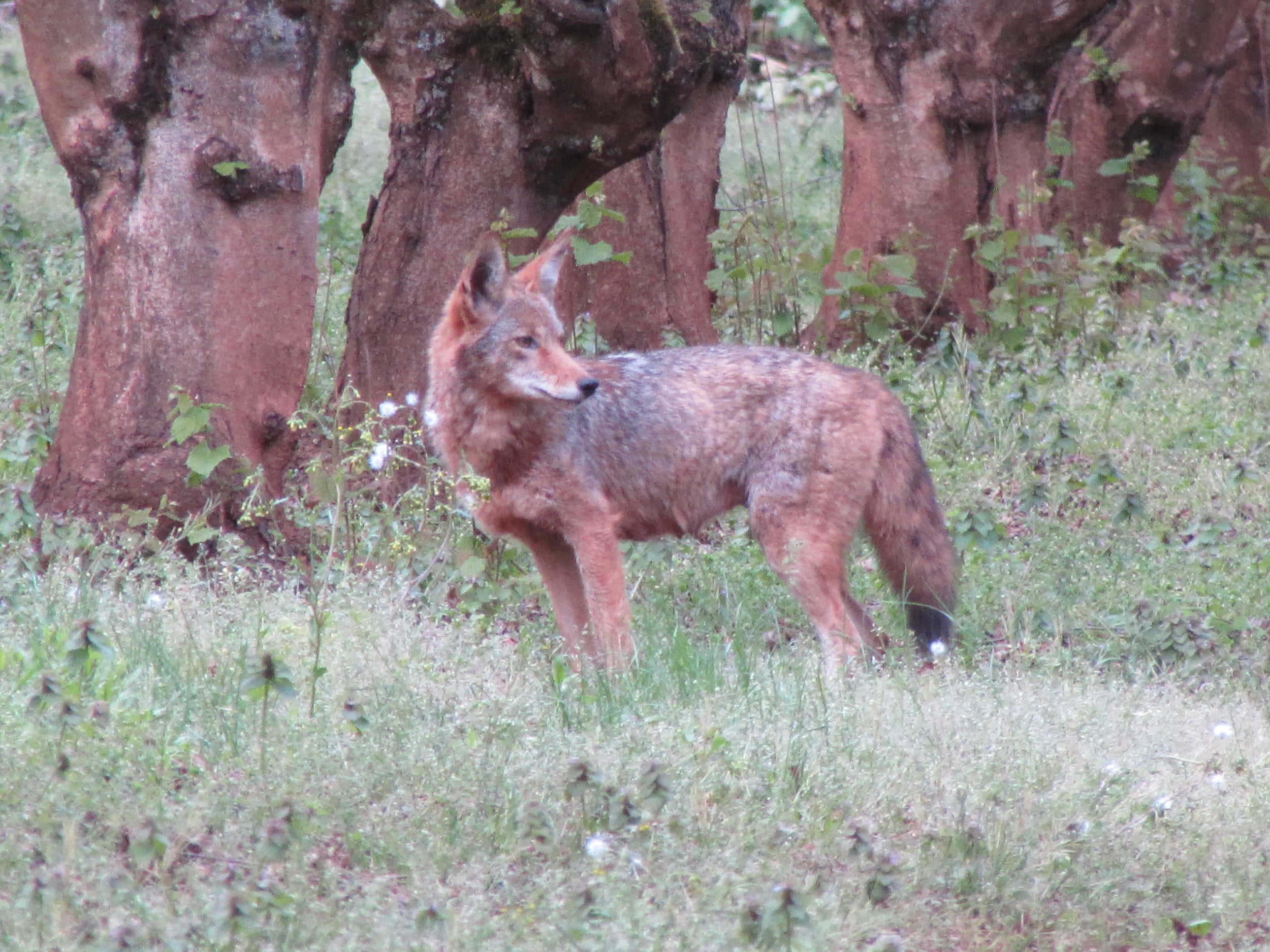Fox in the old hazelnut grove next to Maresh Vineyard